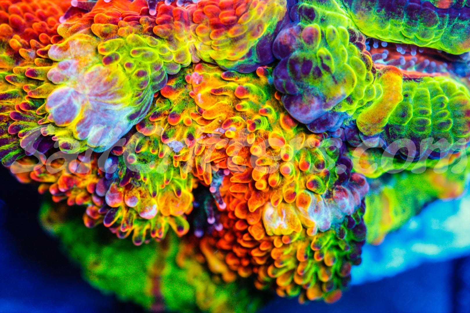 Three Reasons Why Acan Coral are Aquarium Favorites - SaltCritters