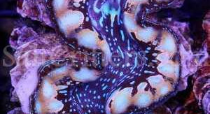 Squomosa x Crocea Hybrid Clam - SaltCritters