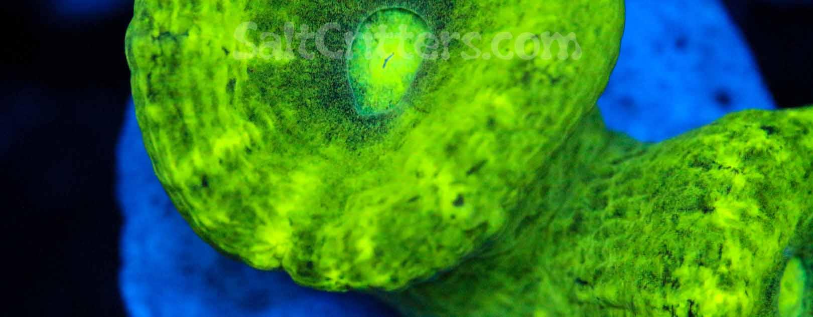 Caulastraea Coral - SaltCritters
