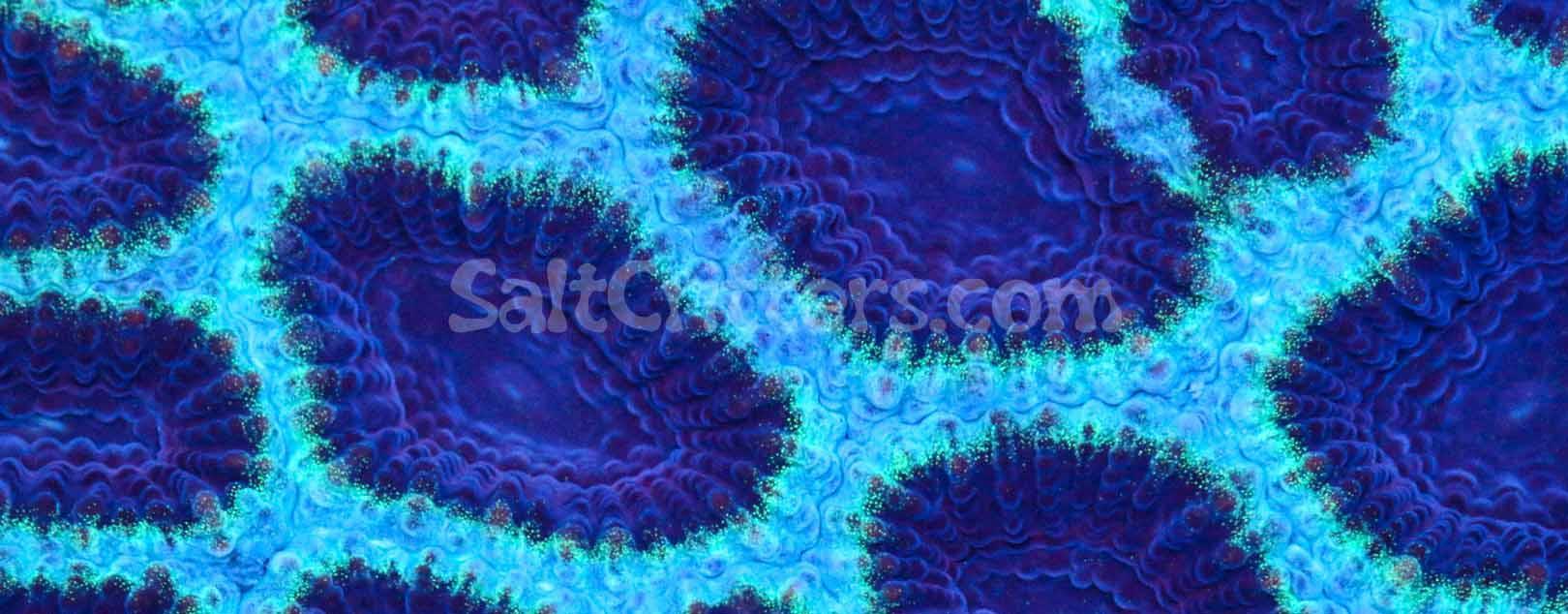 Favia / Favites / Brain / Platygyra Coral