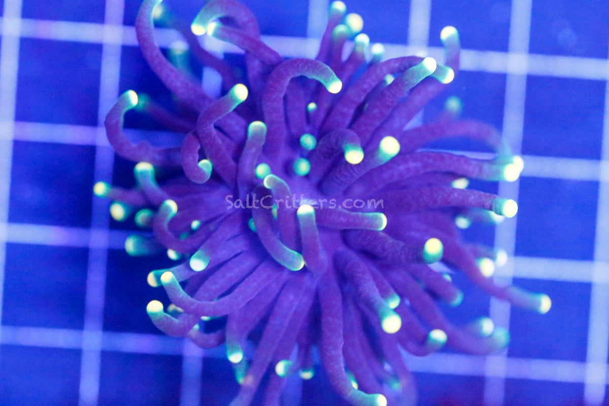 Dragon Soul Torch (Aquacultured) - WYSIWYG Frag [ Splitting 2 heads ] main image 1
