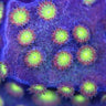 Bling Bling Cyphastrea Coral Frag - SaltCritters