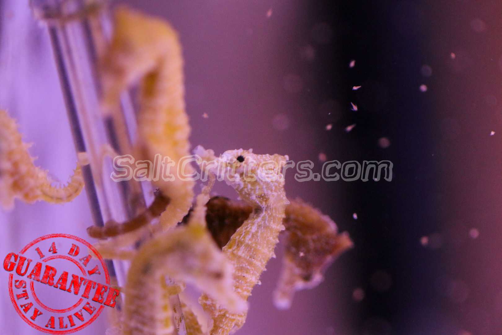 4 Facts You Didn’t Know About Dwarf Seahorses - SaltCritters