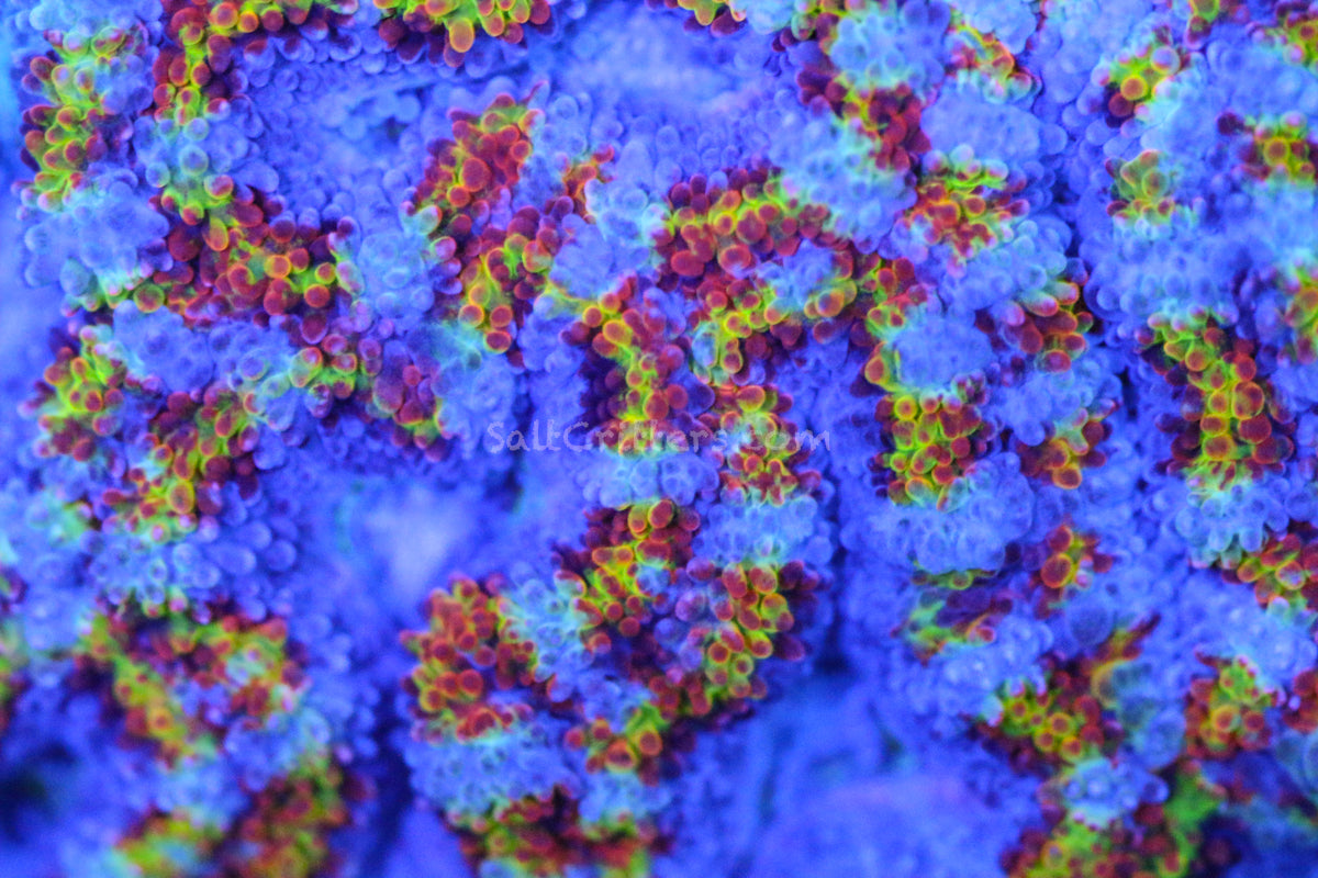 Dive into the Mesmerizing World of Rainbow Acans – A Colorful Journey Through Care Tips, Varieties, and Aquarium Brilliance!