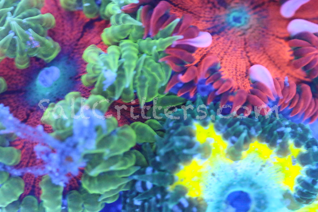 Fresh Look at Illuminating The Depths A Guide To Reef Aquarium Lighting