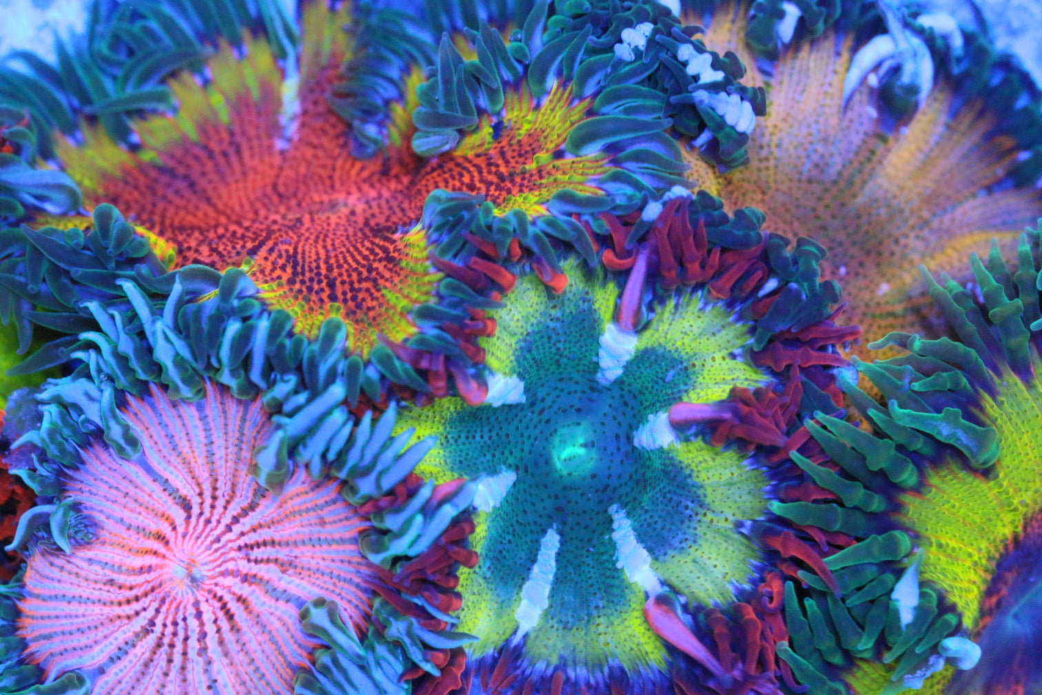 Complete Guide to Rock Flower Anemone Care in Your Saltwater Aquarium