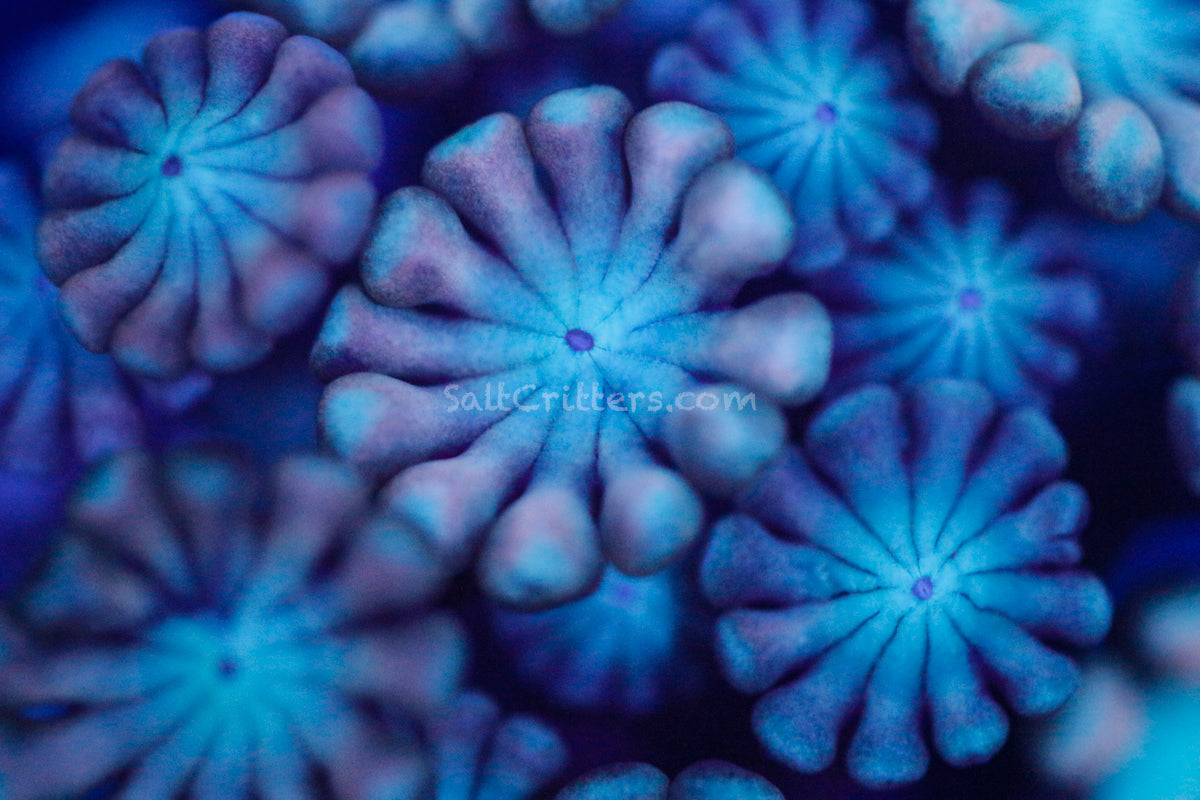 Goniopora vs. Alveopora Differences, and Care Tips SaltCritters