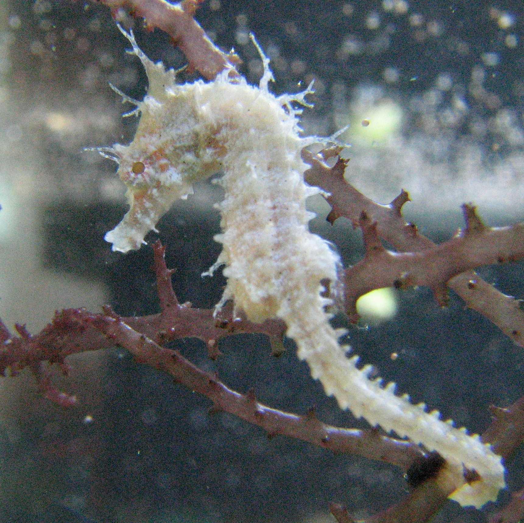 The Perfect Seahorse for your Desk