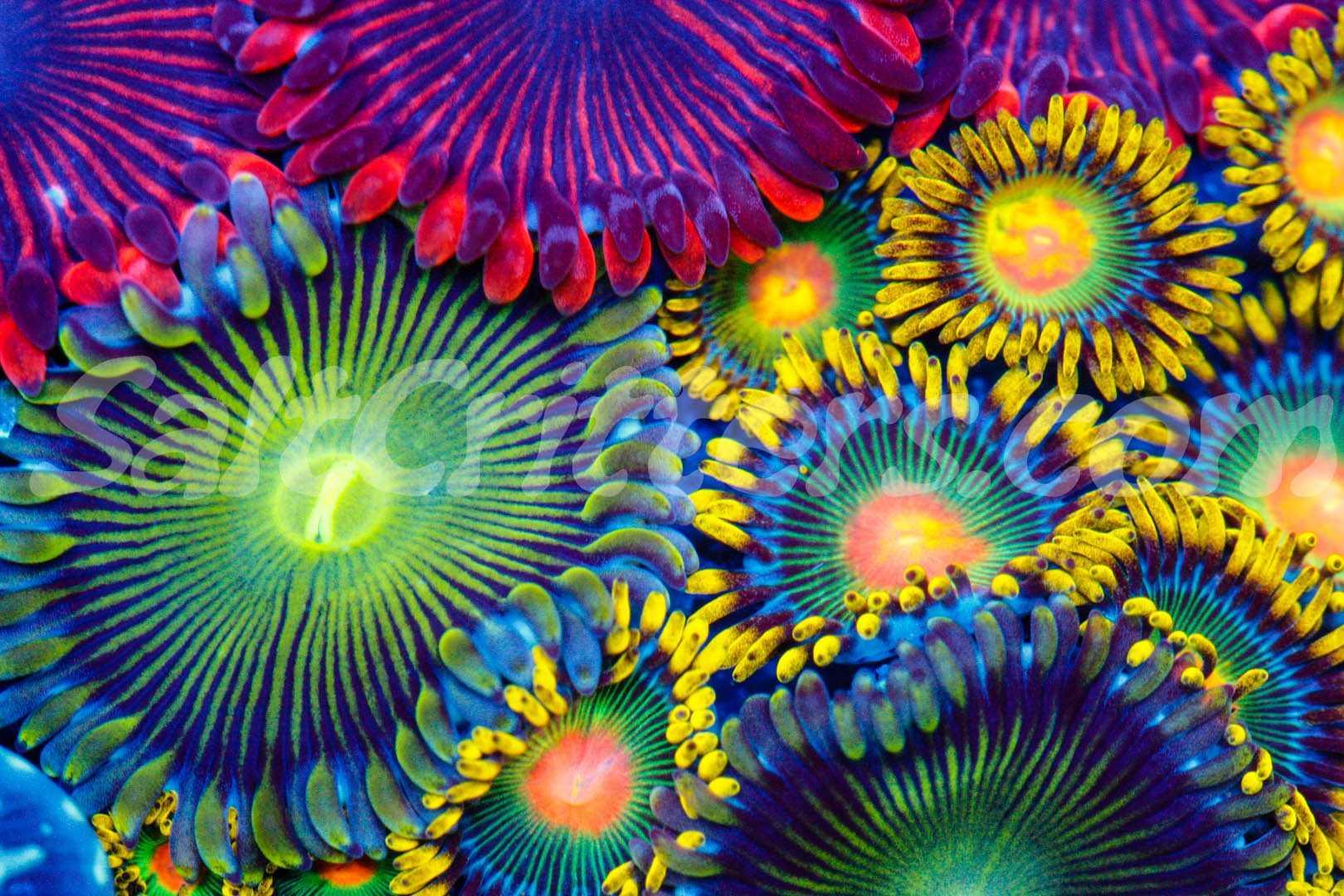Zoanthid and Palythoa both Beautiful and Built to Survive - SaltCritters