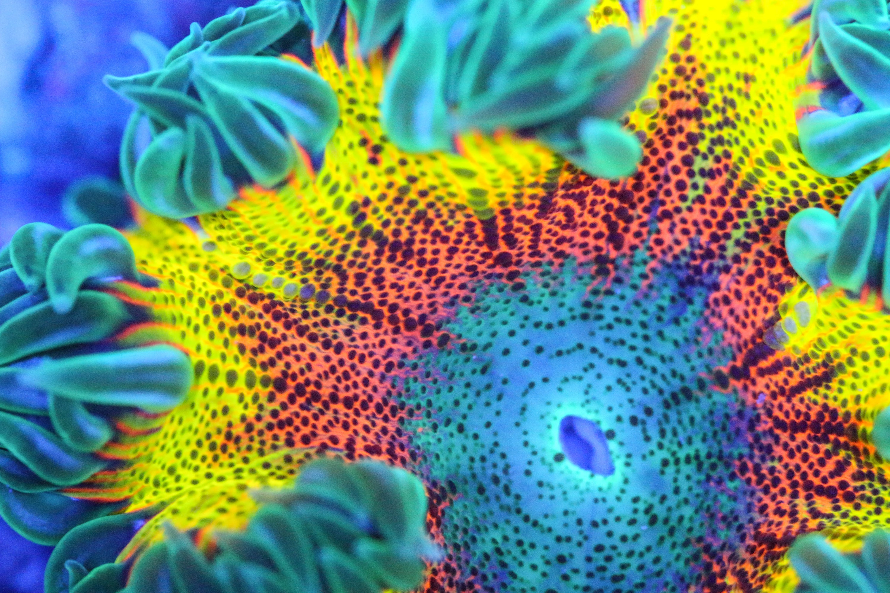 Buy Live Corals Online Reef Livestock SaltCritters