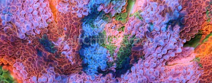 Acanthastrea Echinata Coral