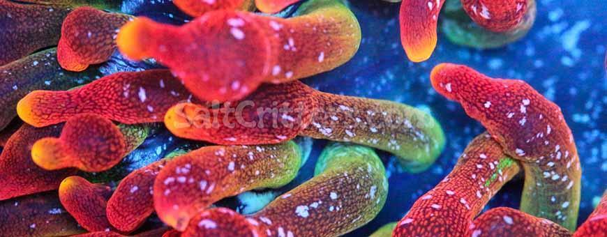 Bubble Tip Anemones For Sale | Stunning Marine Invertebrates | SaltCritters