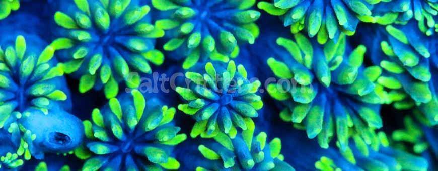Galaxea Corals For Sale