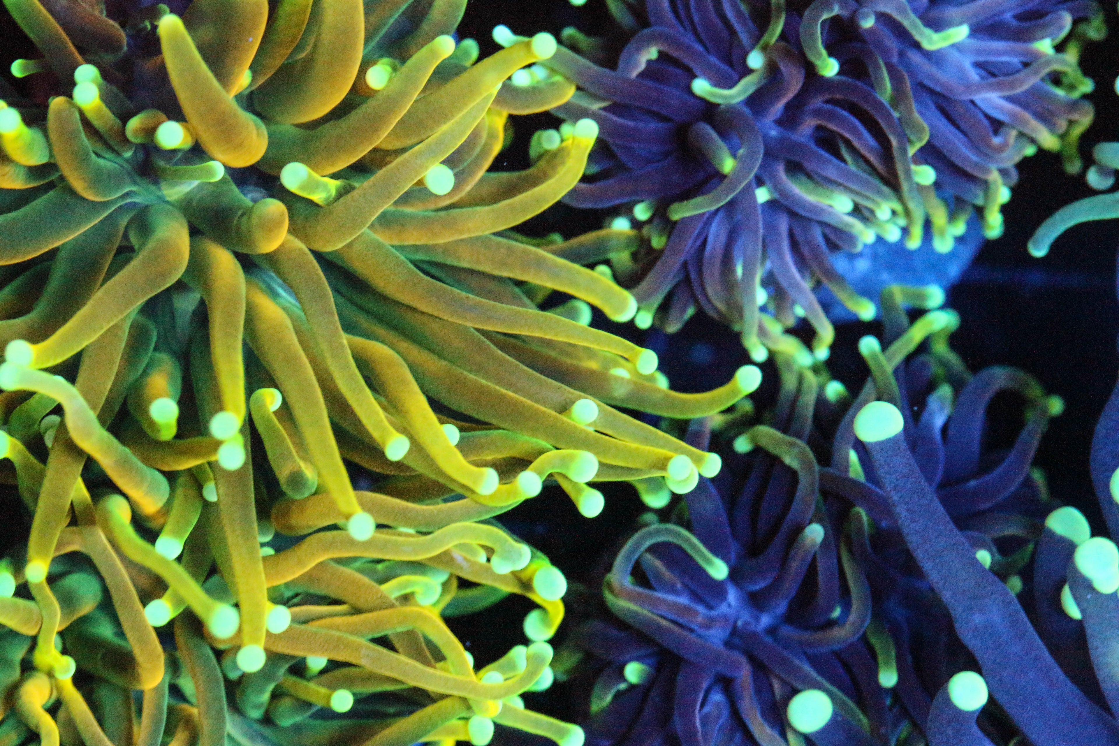 Fjernelse supplere afstemning Buy Live Large Polyp Stony (LPS) Corals for Sale | SaltCritters