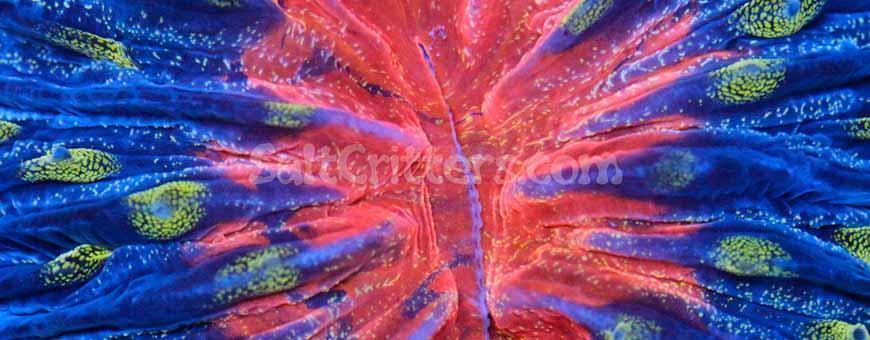 Plate Corals - Cycloseris, Diaseris, Heliofungia, Fungia