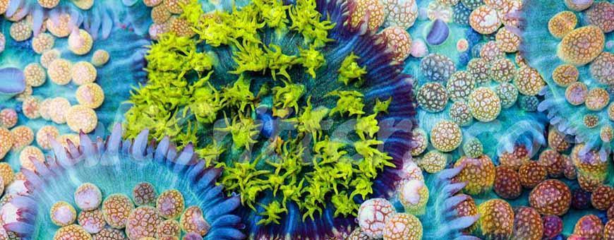 Saint Thomas Mushroom Coral