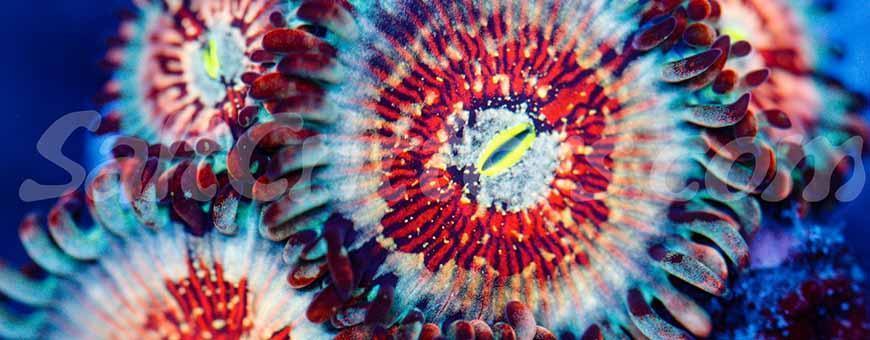 Zoanthids, and Paly Coral