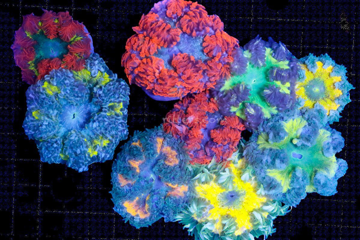 Ultra Rock Flower Anemone – Beginner-Friendly Saltwater Coral For Marine Tanks