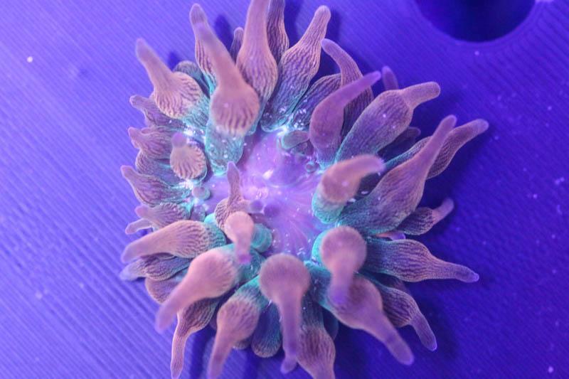 Rainbow Bubble Tip Anemone - SaltCritters
